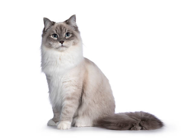 Siberian Cat Colors and Coat Patterns: A Visual Guide 